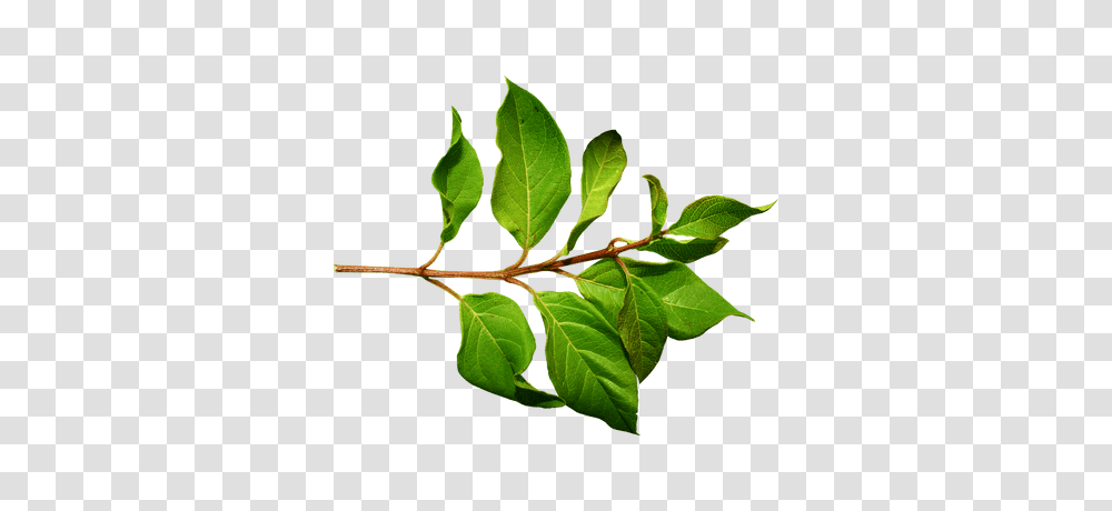 Rama Con Hojas Verdes Transparente, Leaf, Plant, Veins, Annonaceae Transparent Png