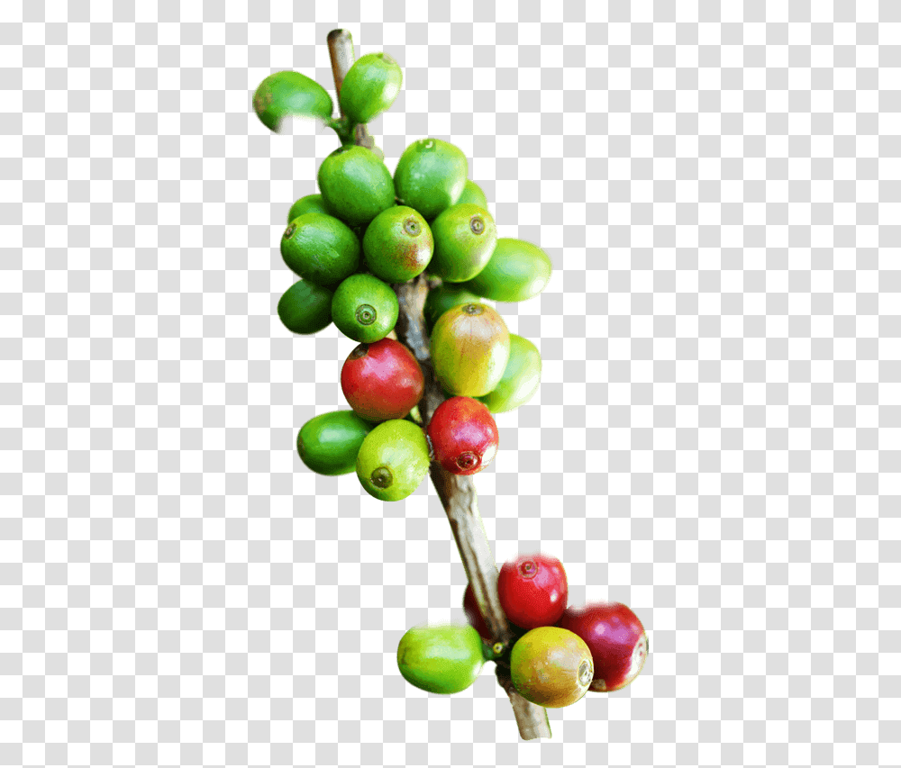 Rama De Cafe, Plant, Fruit, Food, Grapes Transparent Png