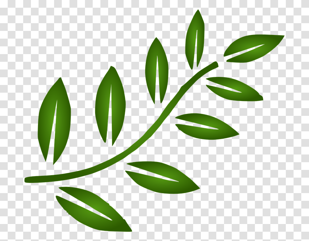 Rama De Hojas Vector Image, Green, Leaf, Plant Transparent Png