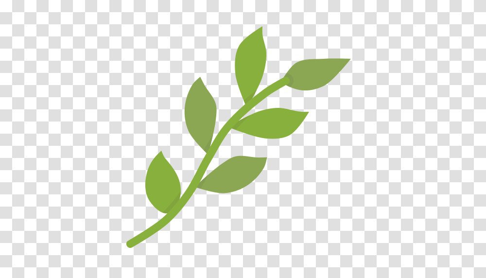 Rama De Hojas Vector Image, Leaf, Plant, Green, Citrus Fruit Transparent Png