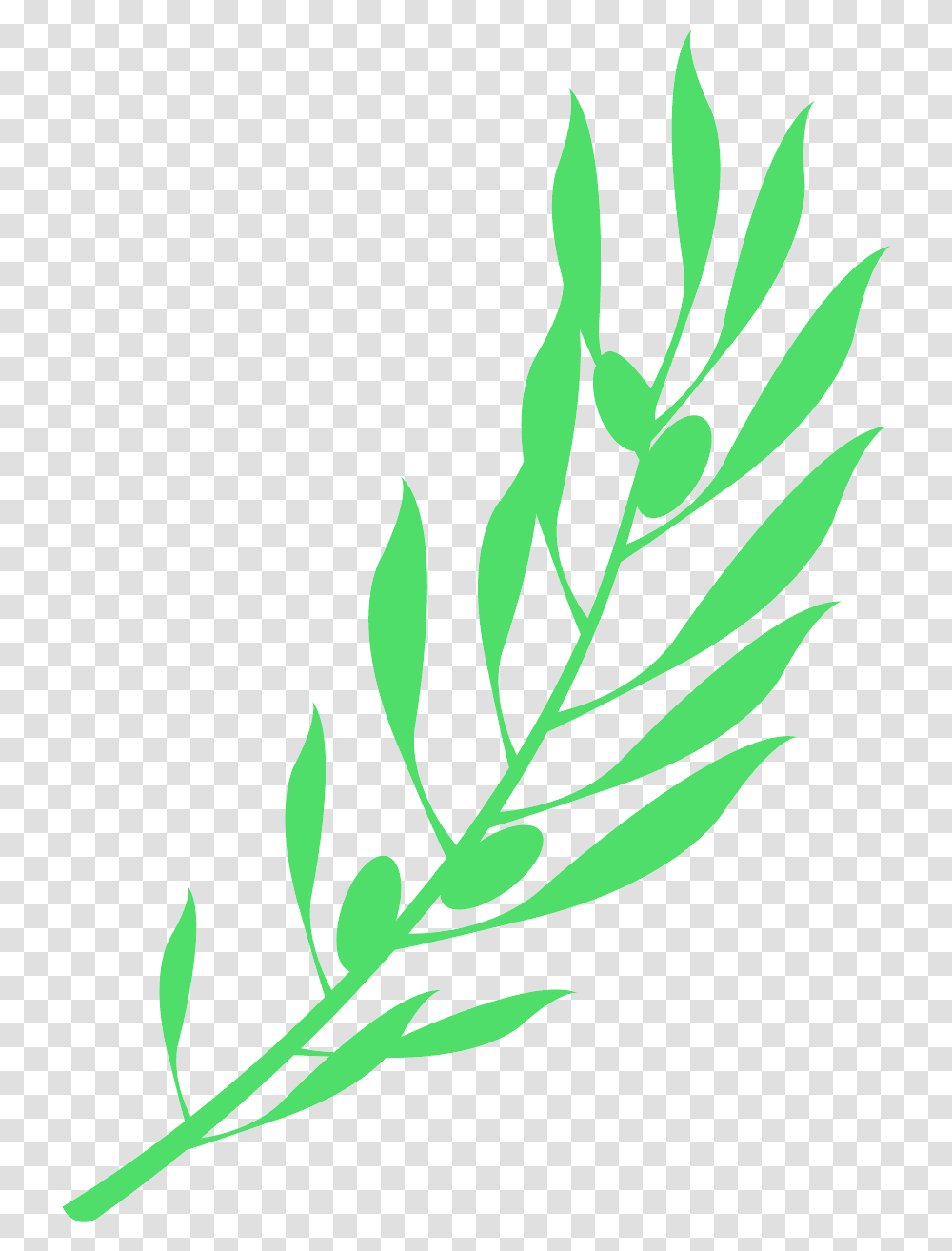 Rama De Olivo, Green, Leaf, Plant Transparent Png