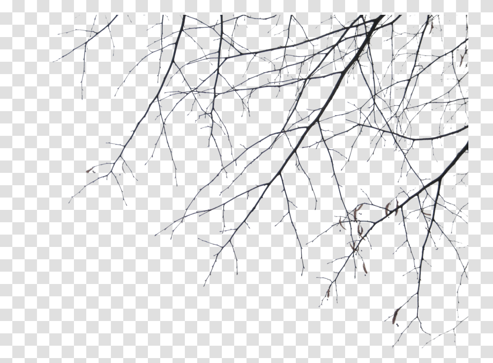Ramas De Arbol Black And White Branches, Nature, Outdoors, Tree, Plant Transparent Png