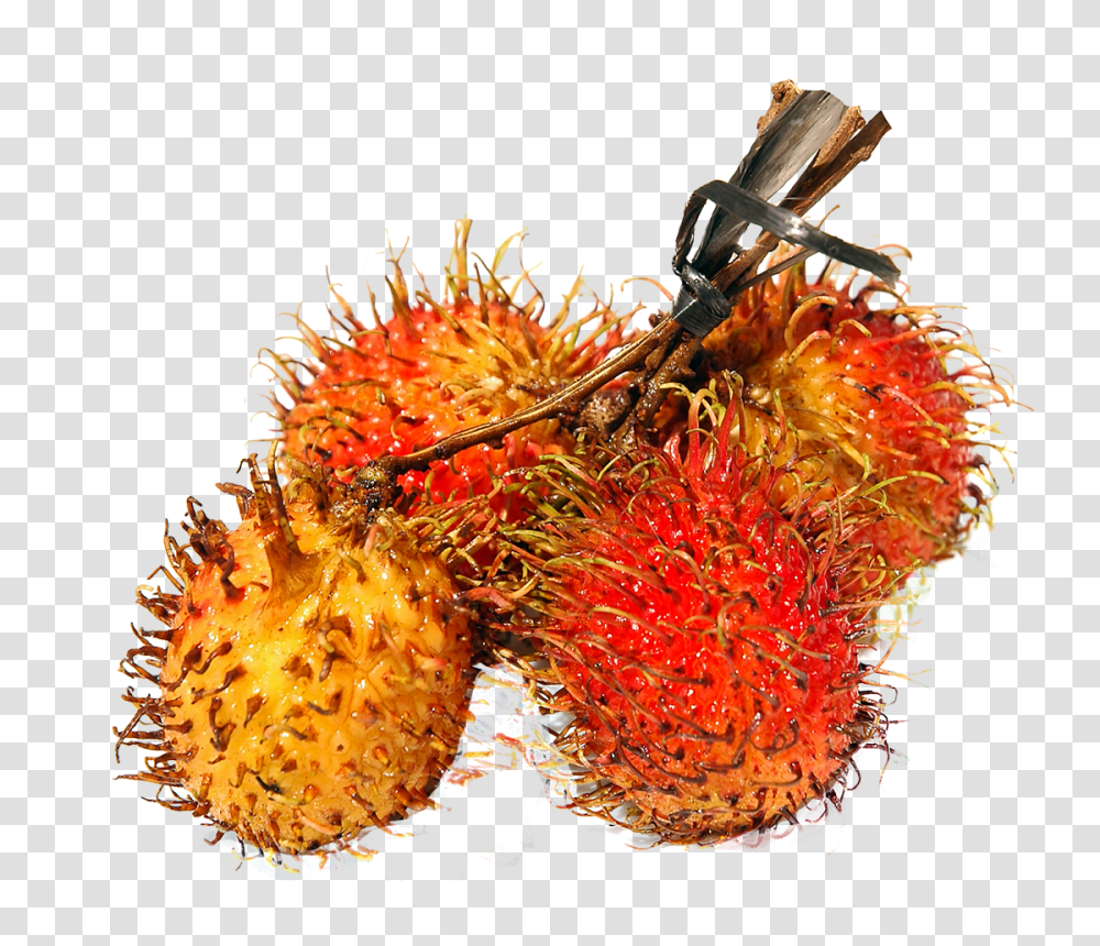 Rambutan Image, Fruit, Plant, Food, Pollen Transparent Png