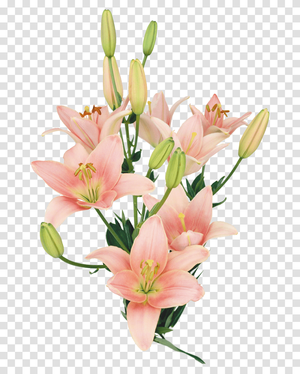 Ramo De Flores Naturales, Plant, Flower, Blossom, Lily Transparent Png