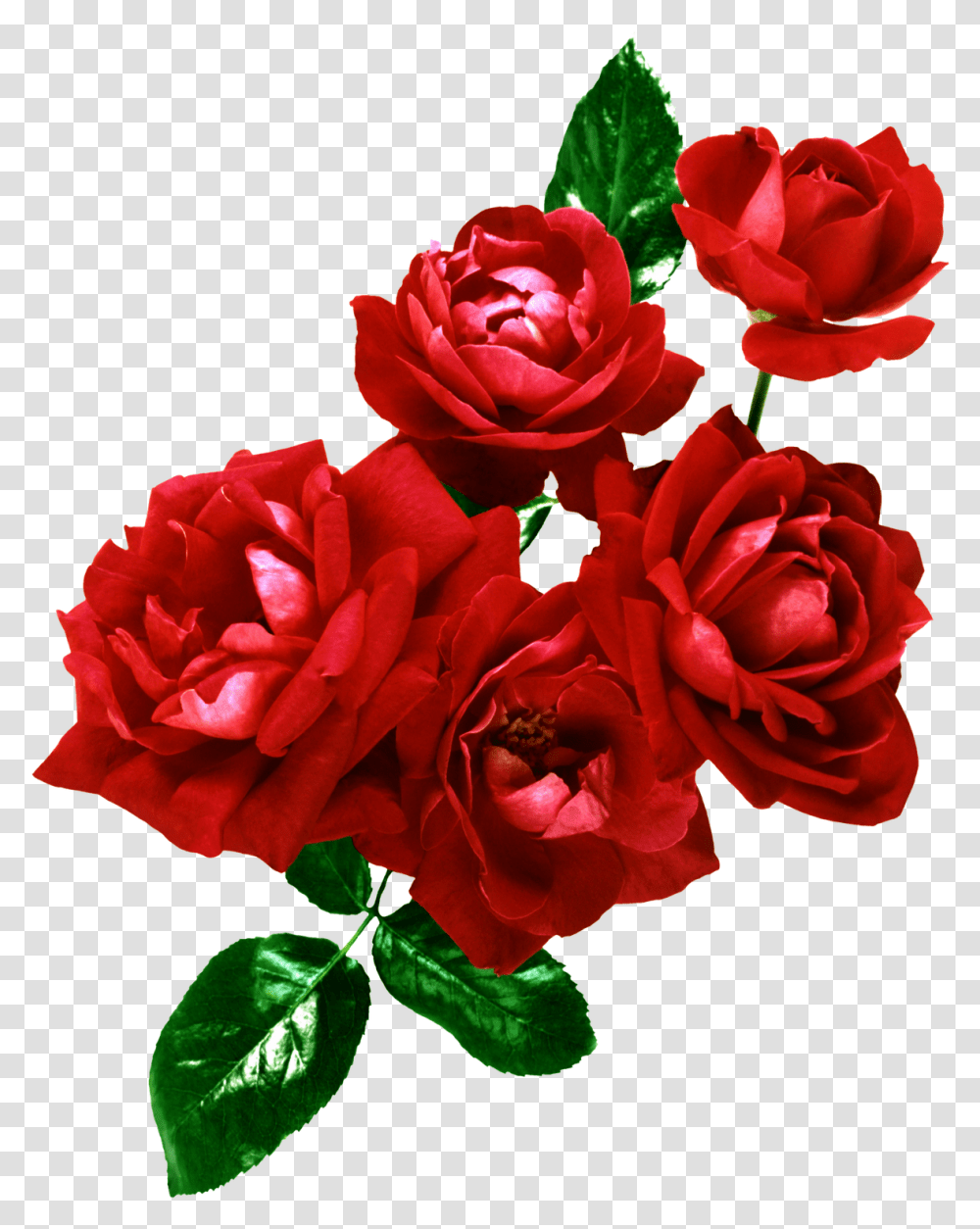 Ramo De Rosas, Rose, Flower, Plant, Blossom Transparent Png