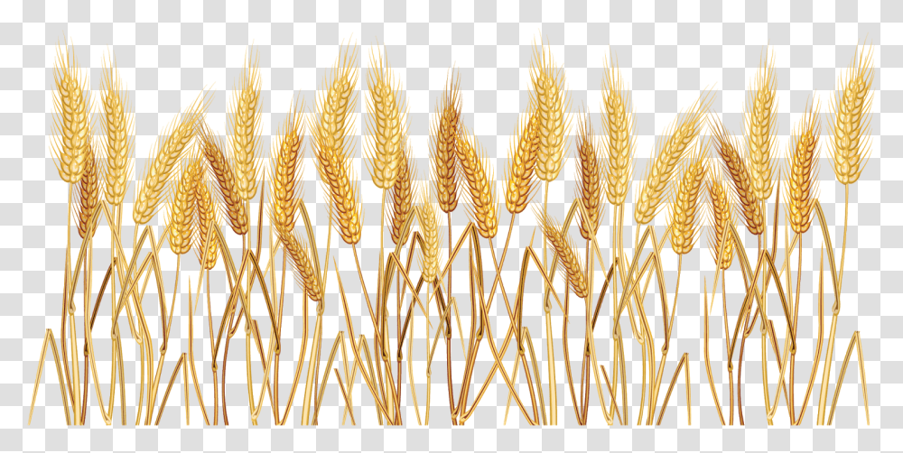 Ramo De Trigo Background Wheat, Plant, Vegetable, Food, Grain Transparent Png