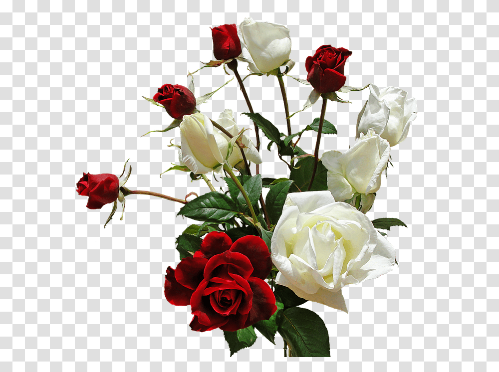 Ramo Rosas Flores Rosas Rojas Y Blancas, Plant, Flower, Blossom, Rose Transparent Png