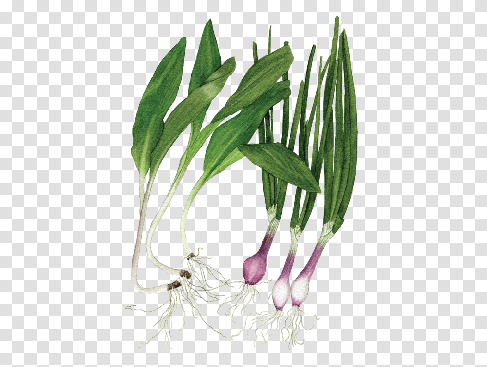 Ramps Spring Onions, Plant, Vegetable, Food, Produce Transparent Png