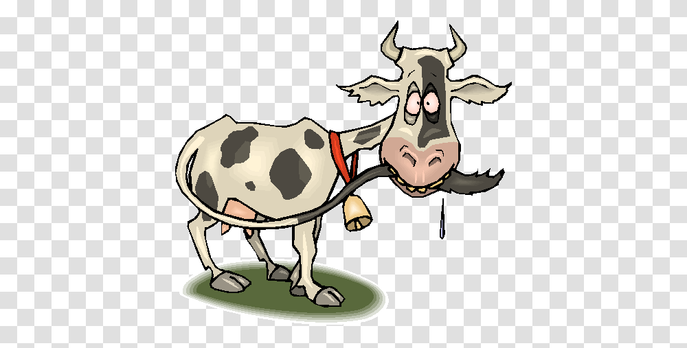 Ranch Rodeo Bible Series, Cow, Cattle, Mammal, Animal Transparent Png