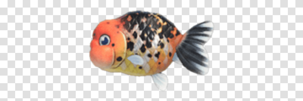 Ranchu Goldfish Ranchu Goldfish Animal Crossing, Person, Human, Carp, Koi Transparent Png