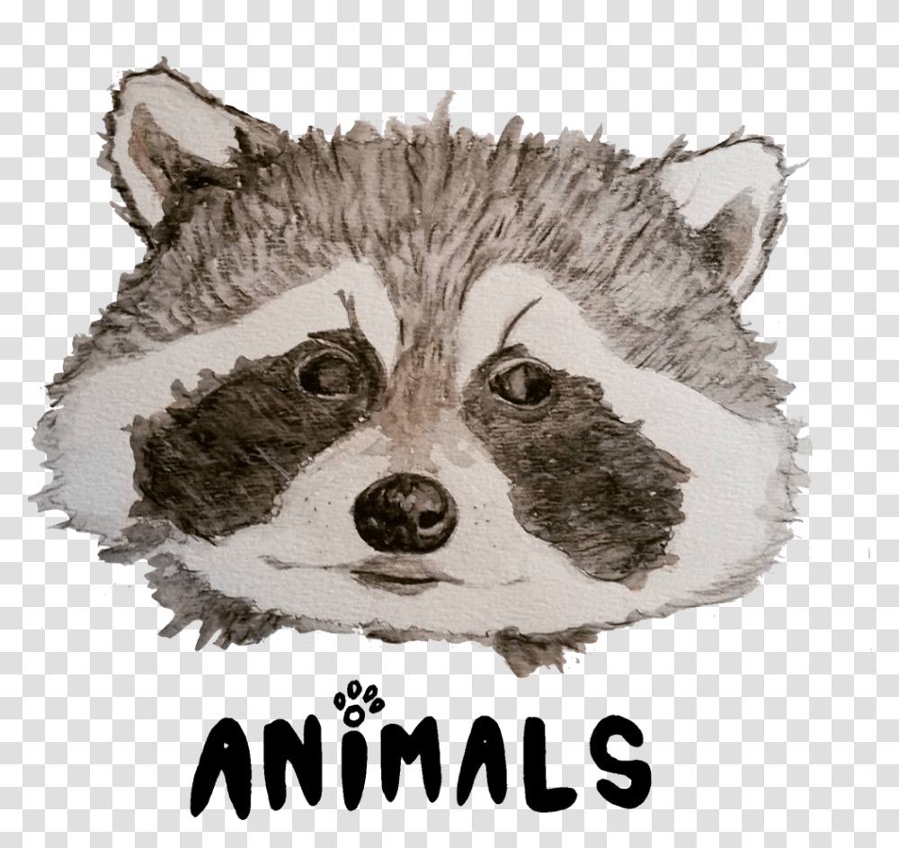 Randall Malcolm Rocket Raccoon, Mammal, Animal, Bird, Wildlife Transparent Png