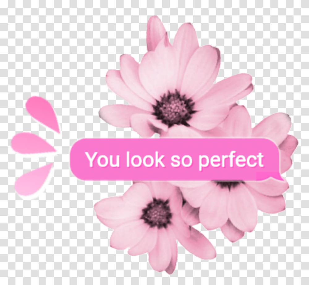 Random Pink Tumblr Overlay Aesthetic Kpop Cute Youlooks Aesthetic Pink Tumblr, Plant, Petal, Flower, Blossom Transparent Png