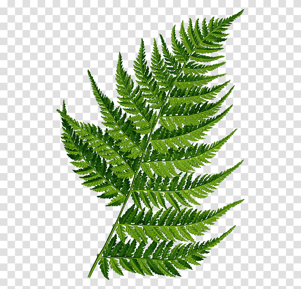 Randy Gaytan Fern, Plant, Pineapple, Fruit, Food Transparent Png