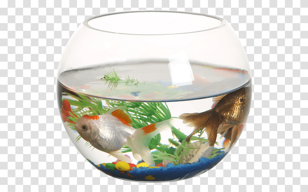 Ranfeng Small Fish Tank Round Fish Tank Aquarium, Animal, Bird, Goldfish, Water Transparent Png