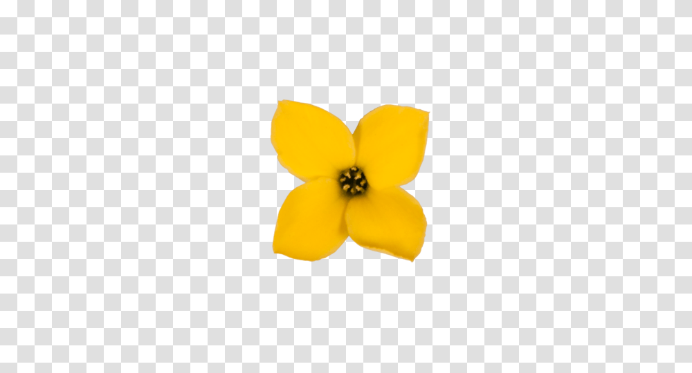 Range, Plant, Flower, Blossom, Daffodil Transparent Png