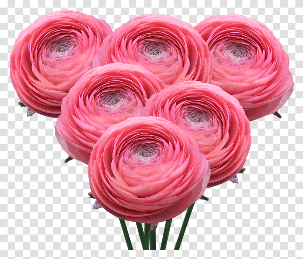 Ranunculus Coral Bouquet Flowers Online Today Persian Buttercup, Plant, Rose, Blossom, Petal Transparent Png
