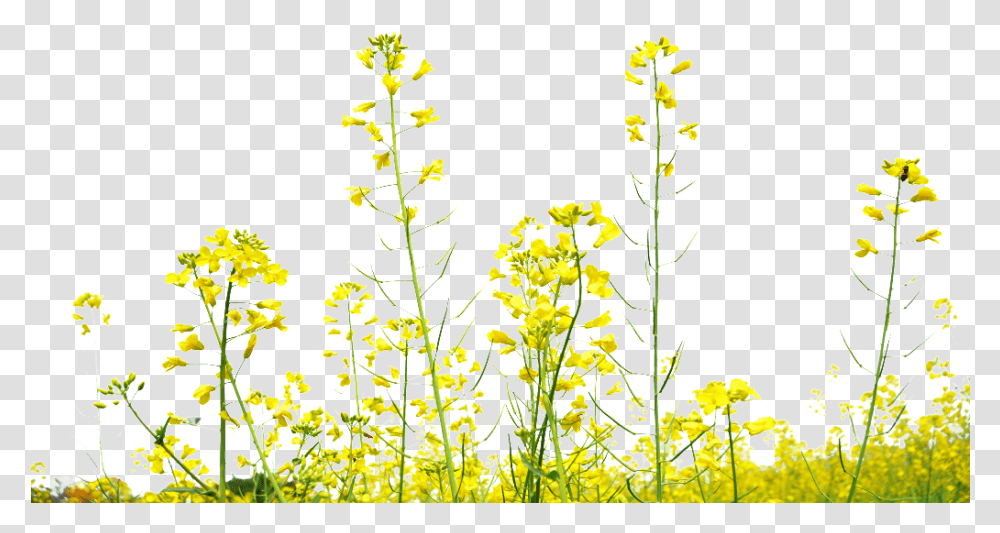 Rapeseed Flower Field Decoration Under Yellow Flower Field, Plant, Floral Design, Pattern Transparent Png