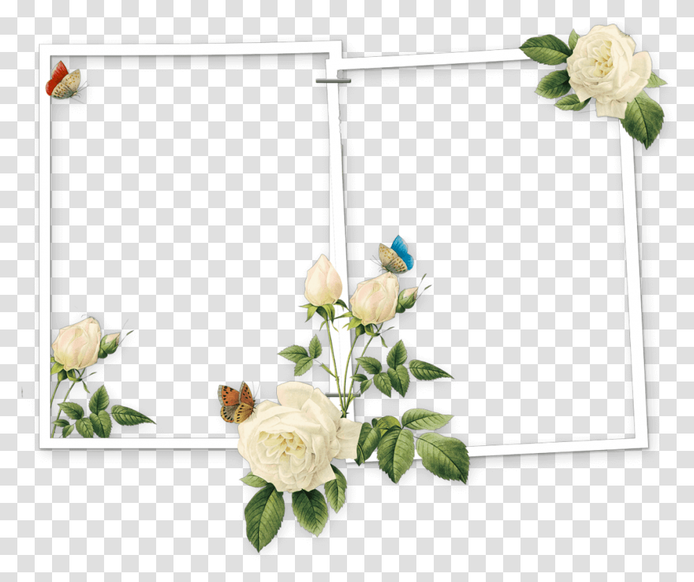 Raphael Of Flowers Pierre Joseph Redoute, Plant, Floral Design, Pattern Transparent Png