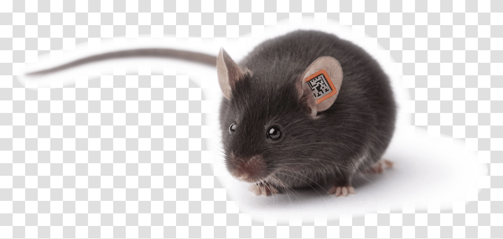 Rapid Lab Mouse Animal, Rat, Rodent, Mammal, Pet Transparent Png