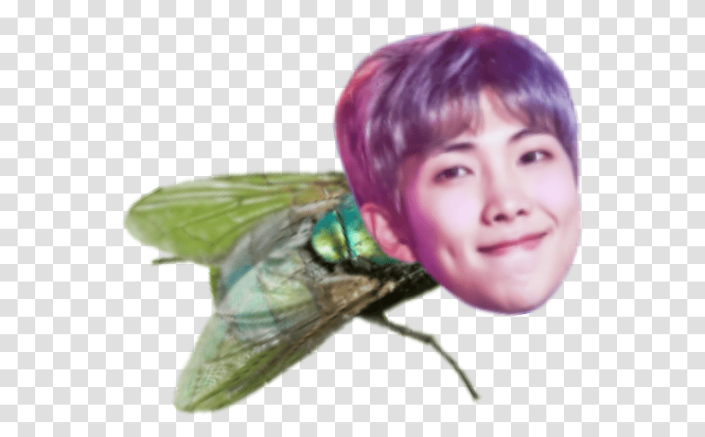 Rapmon Mosca Meme Bts Net Winged Insects, Person, Animal, Hummingbird, Invertebrate Transparent Png