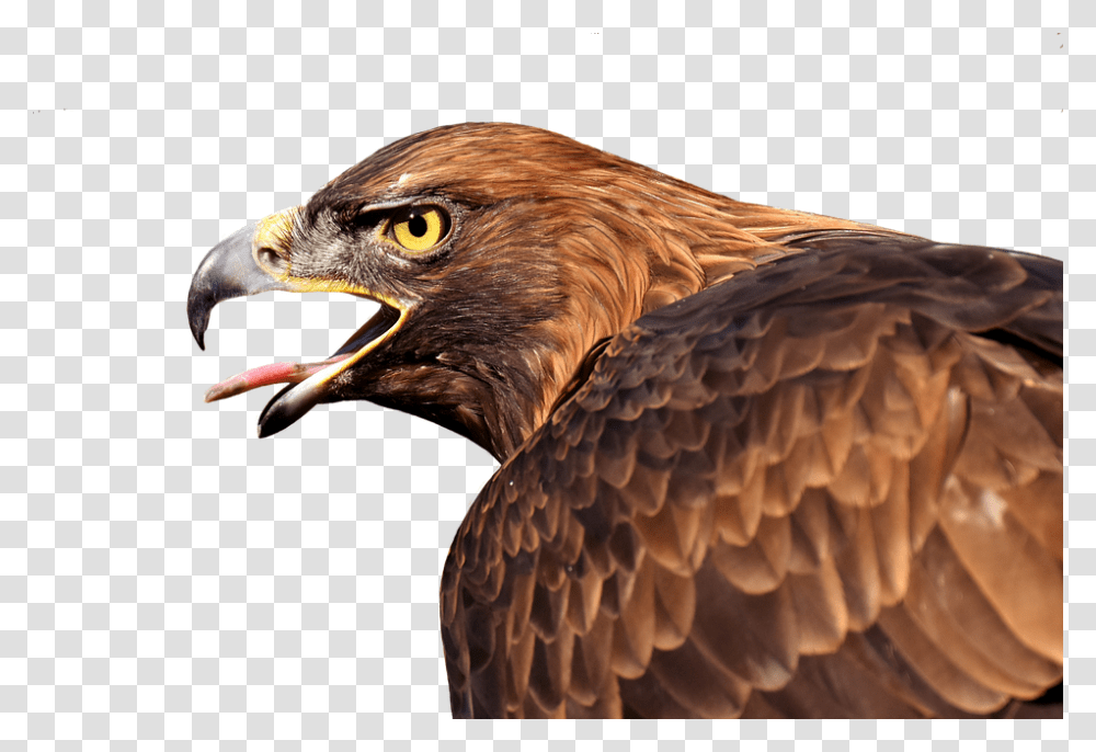 Raptor Animal, Bird, Eagle, Buzzard, Hawk Transparent Png