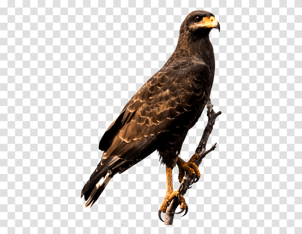 Raptor Bird Hawk, Animal, Buzzard, Kite Bird, Accipiter Transparent Png