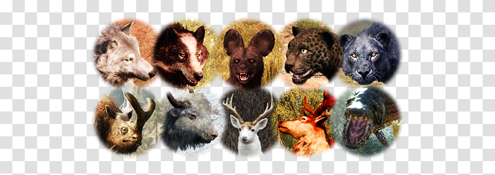 Rare Animals Scary, Mammal, Wildlife, Sheep, Dog Transparent Png