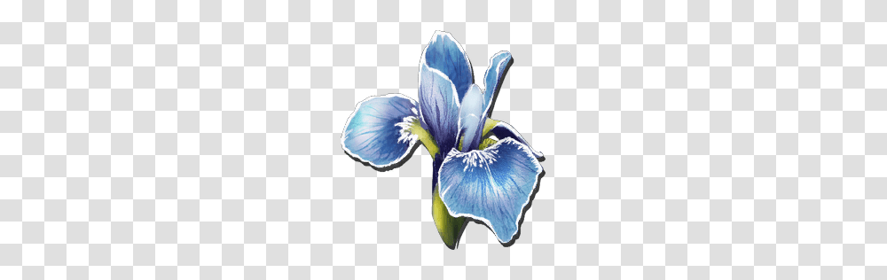 Rare Flower, Iris, Plant, Blossom, Petal Transparent Png