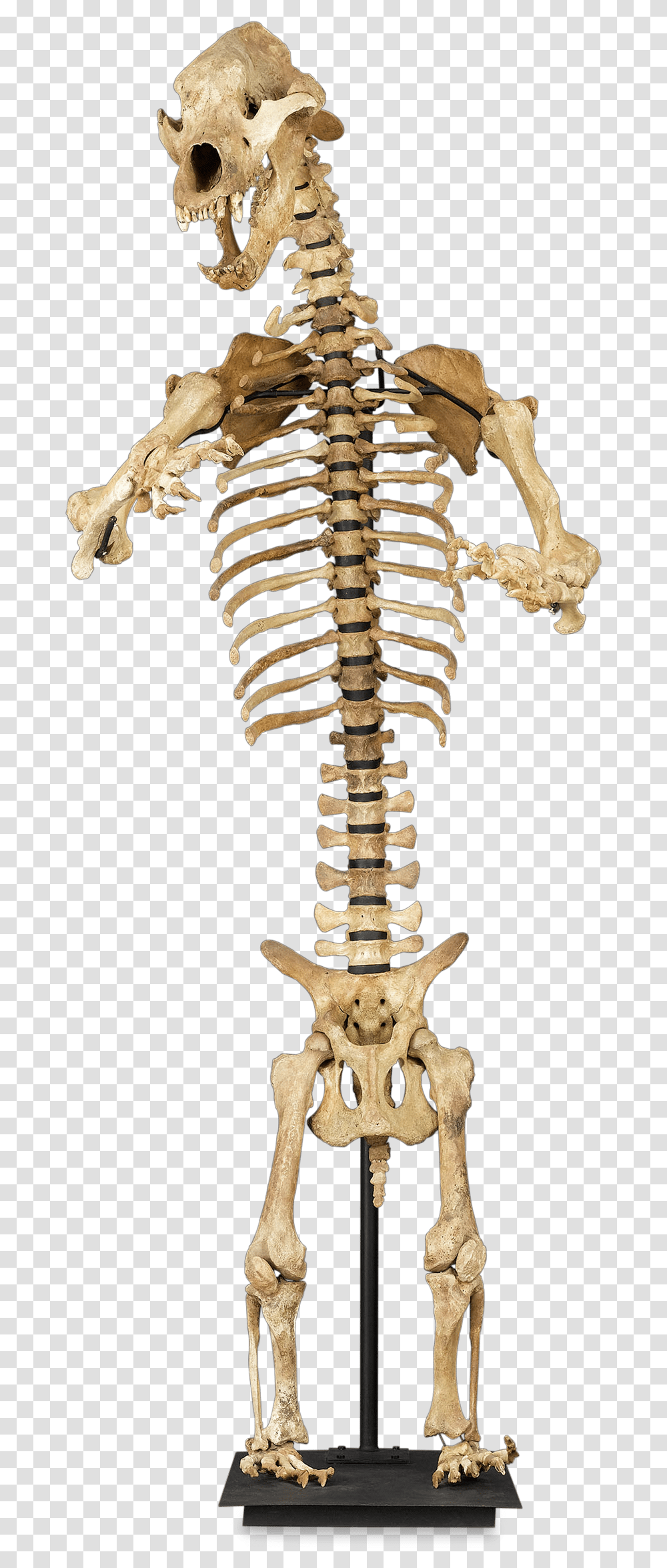 Rare Ice Age Cave Bear Skeleton Black Bear Skeleton, Cross Transparent Png