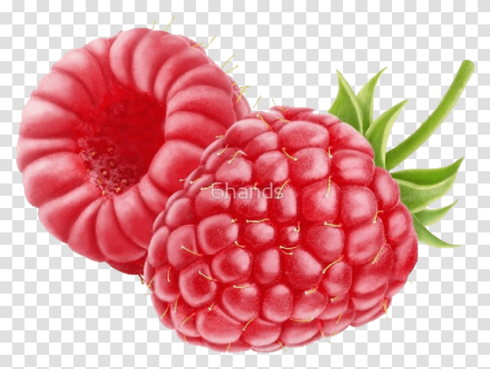 Rasberry Red Colour Fruit Art Stickers Clipart Raspberry Blackberry, Plant, Food, Rose, Flower Transparent Png