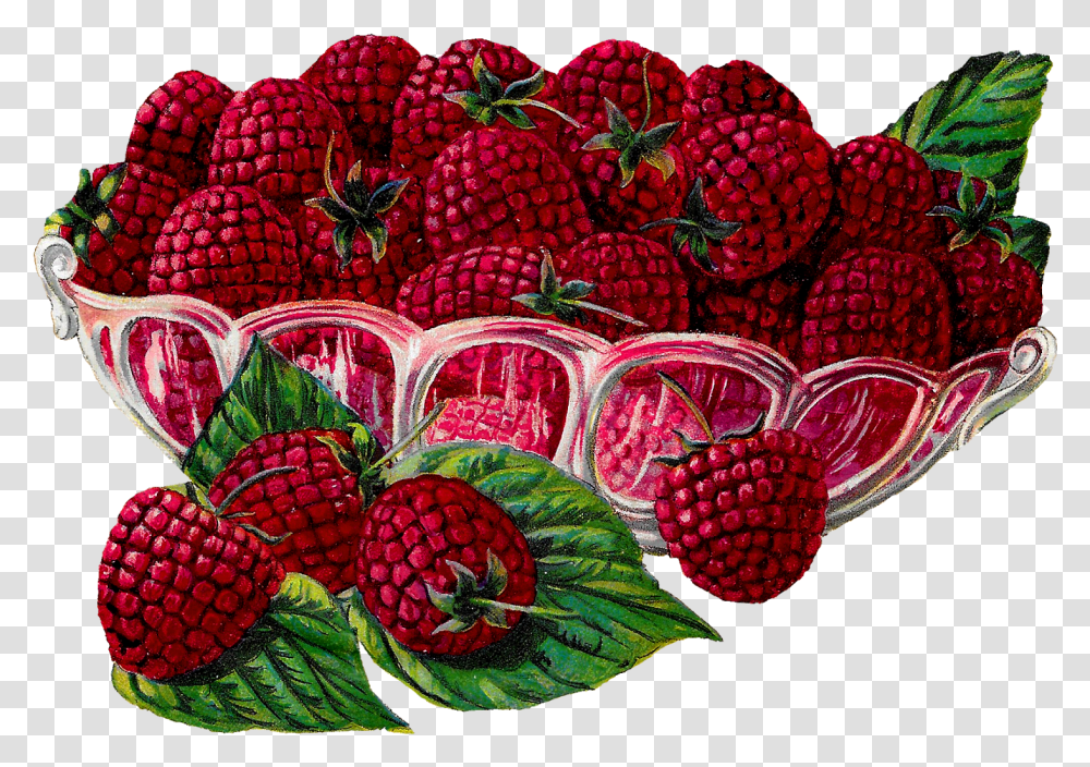 Raspberries, Raspberry, Fruit, Plant, Food Transparent Png