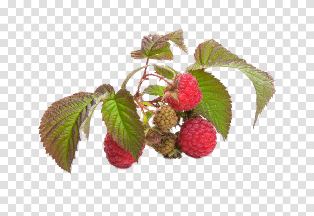 Raspberry 960, Fruit, Plant, Food, Pottery Transparent Png