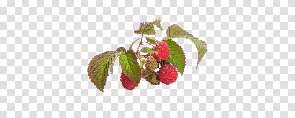 Raspberry Food, Fruit, Plant, Leaf Transparent Png