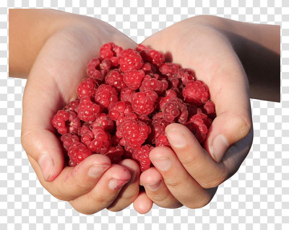 Raspberry Clip, Holiday Transparent Png