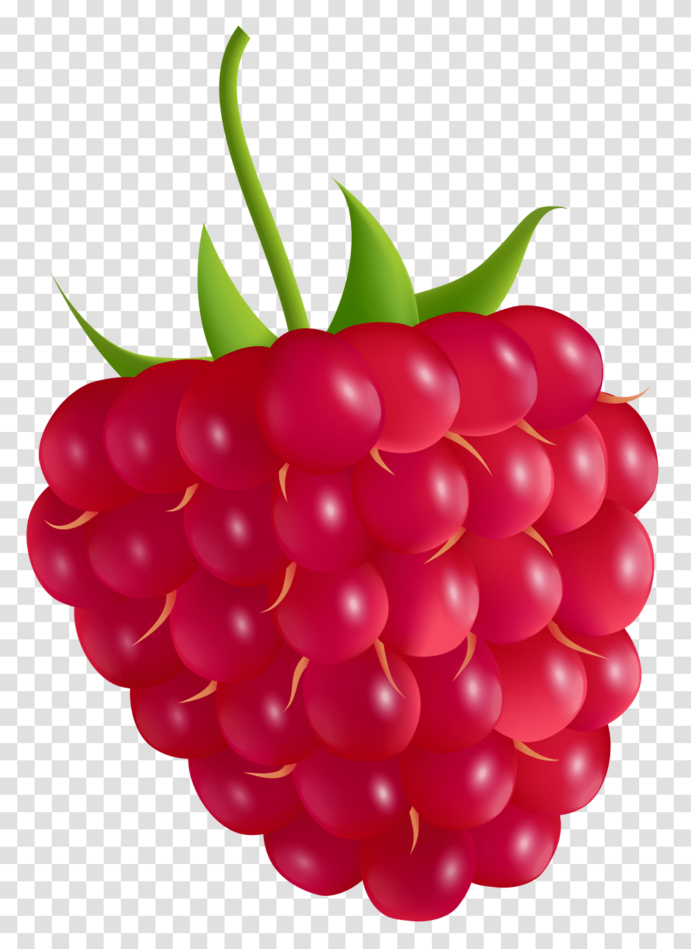 Raspberry Clip Art Transparent Png