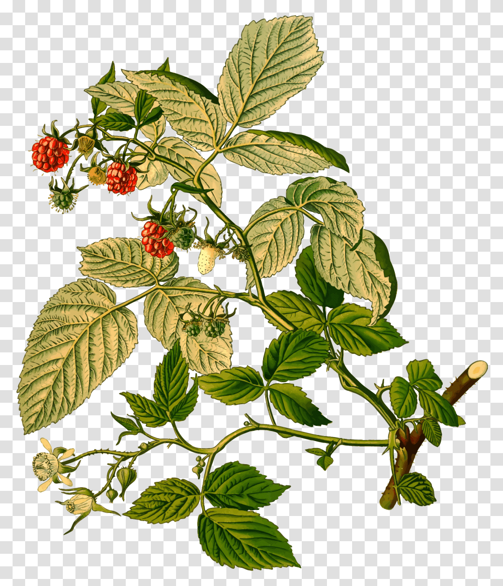 Raspberry Clip Arts, Plant, Leaf, Fruit, Food Transparent Png