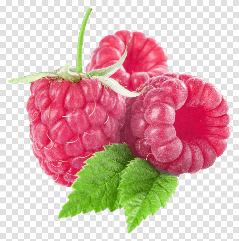 Raspberry Clipart Raspberry Clipart Transparent Png