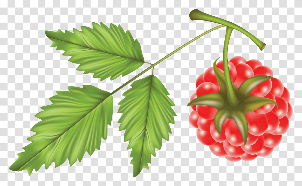 Raspberry, Fruit, Leaf, Plant, Food Transparent Png