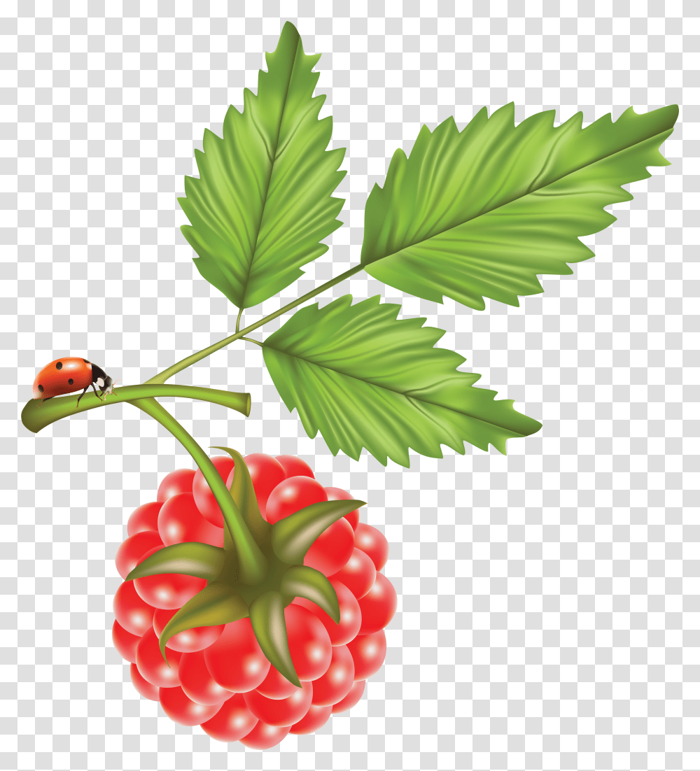 Raspberry, Fruit, Plant, Food, Leaf Transparent Png