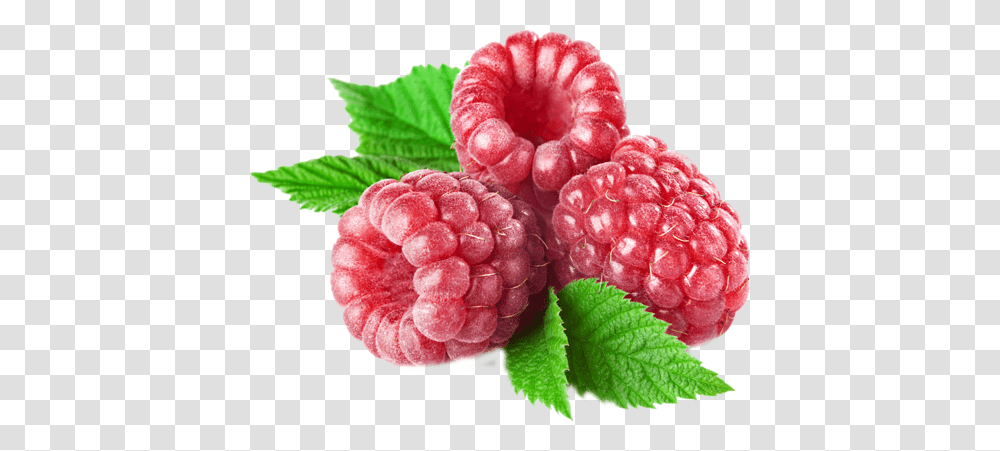 Raspberry, Fruit, Plant, Food, Potted Plant Transparent Png