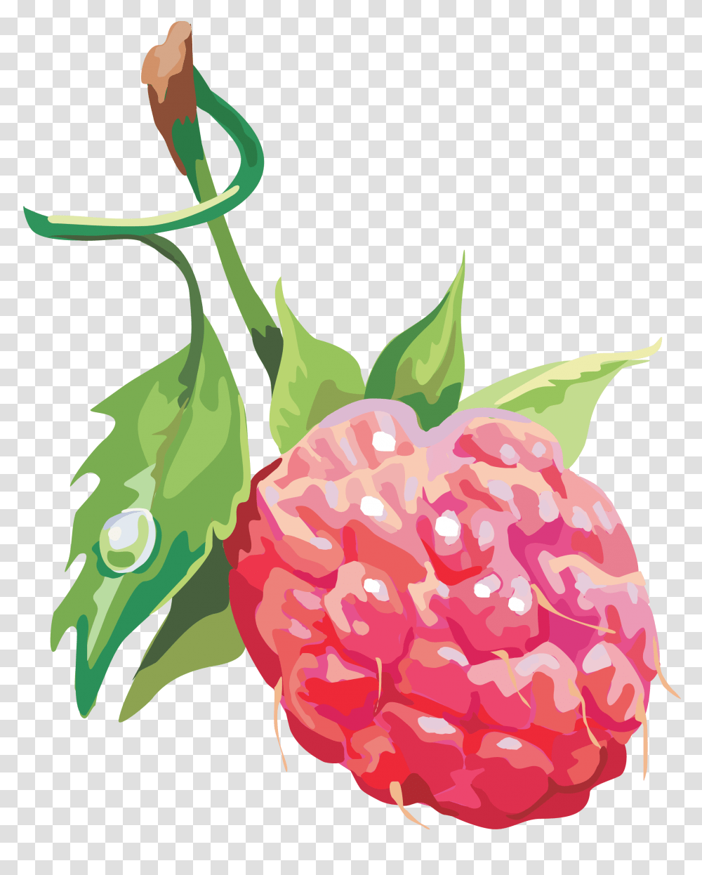 Raspberry, Fruit, Plant, Food, Produce Transparent Png