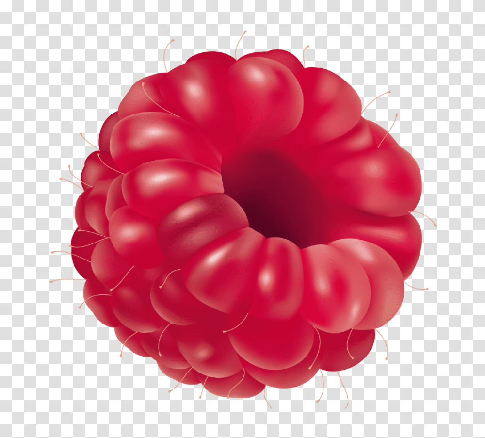 Raspberry, Fruit, Plant, Food, Rose Transparent Png