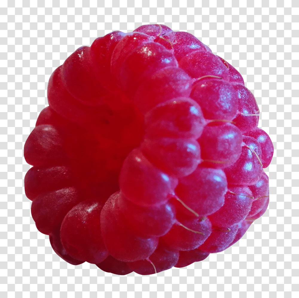 Raspberry, Fruit, Plant, Food, Rose Transparent Png