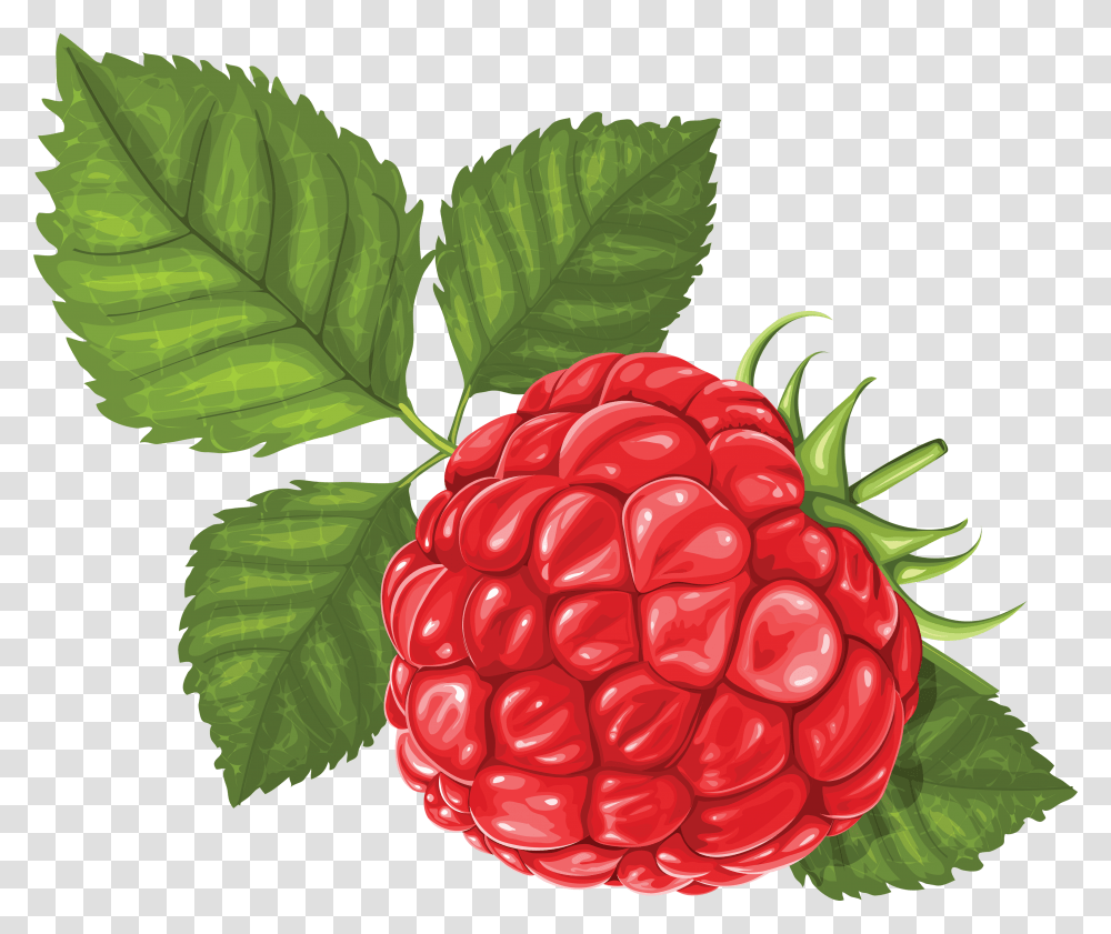 Raspberry, Fruit, Plant, Food, Rose Transparent Png