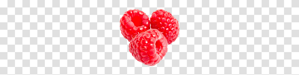 Raspberry, Fruit, Plant, Food, Rose Transparent Png