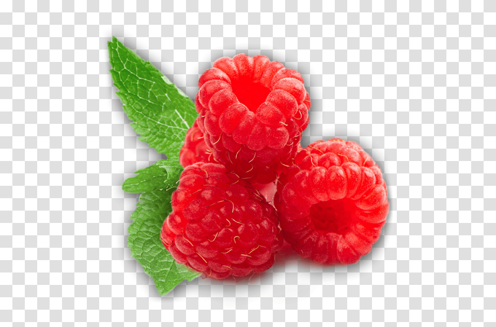 Raspberry, Fruit, Plant, Food, Rose Transparent Png