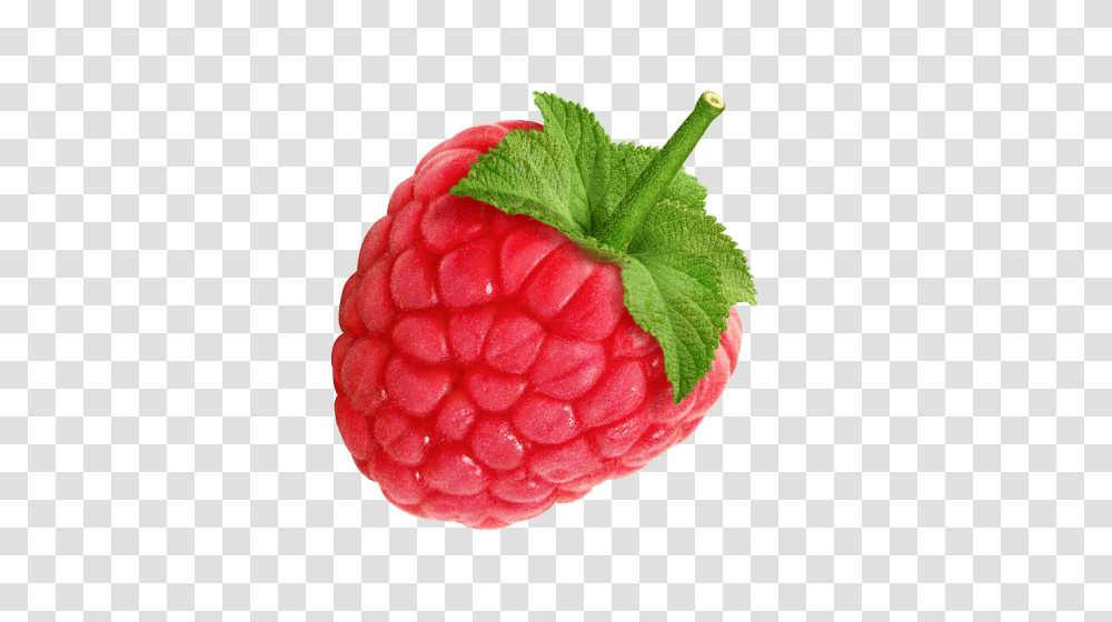 Raspberry, Fruit, Plant, Food, Rose Transparent Png