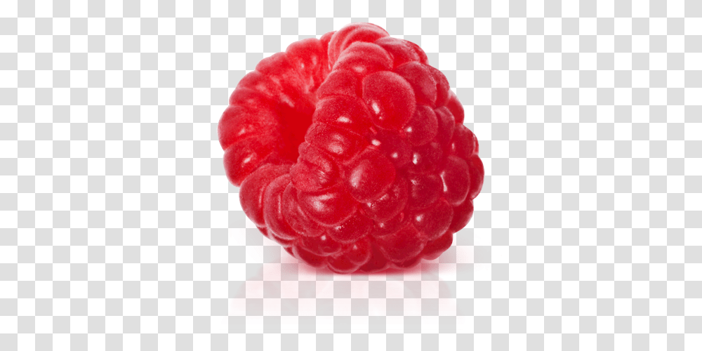 Raspberry, Fruit, Plant, Food, Rose Transparent Png