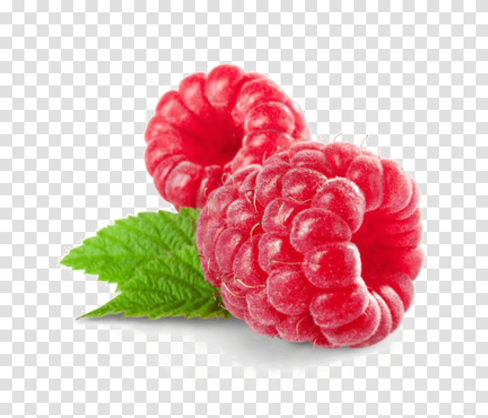 Raspberry, Fruit, Plant, Food, Rose Transparent Png