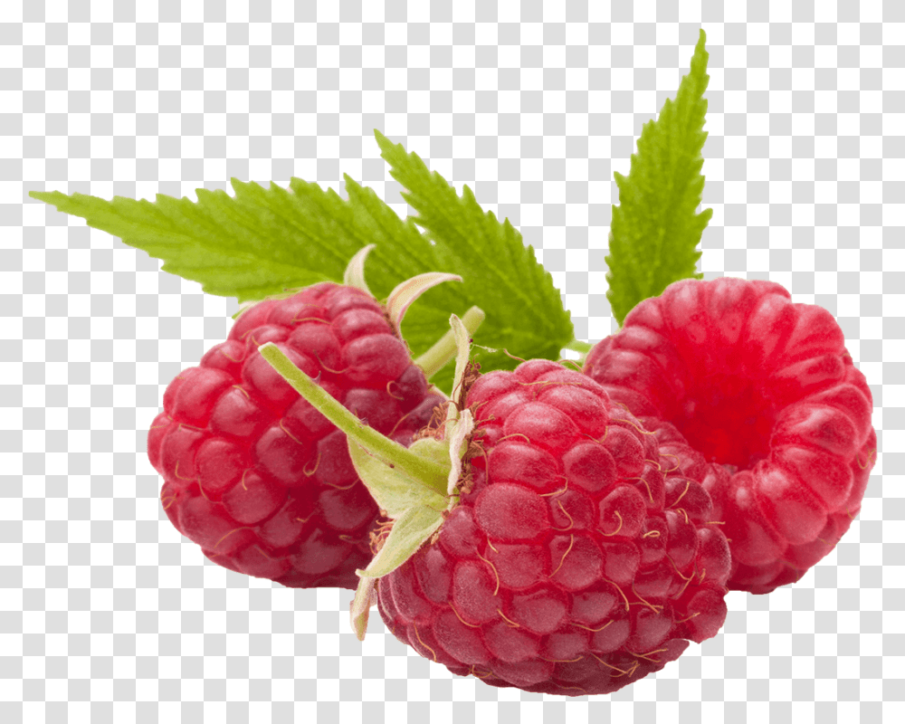 Raspberry, Fruit, Plant, Food, Rose Transparent Png